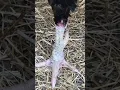 Black Asil brood pair David Tune bloodline