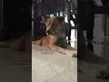 Download Lagu [part 2]reaksi wapri ketika dengar suara anak anjing #dog