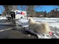 New Hampshire FedEx driver finds joy on his route thanks to a Samoyed named Winter