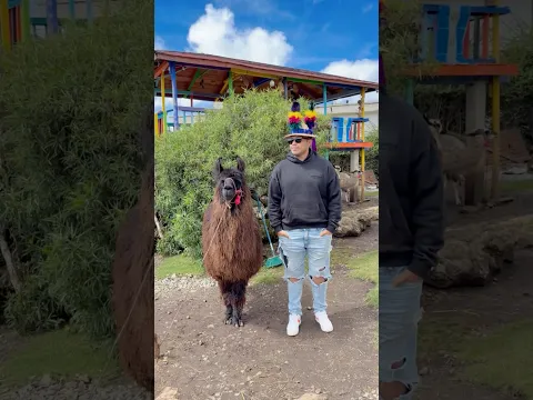 Las locuras del emperador 🦙