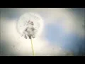 JOSÉ GONZÁLEZ- STAY ALIVE Lyrics HD