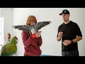 Download Lagu What is PERFECT RECALL? | Recall Training an African Grey Parrot