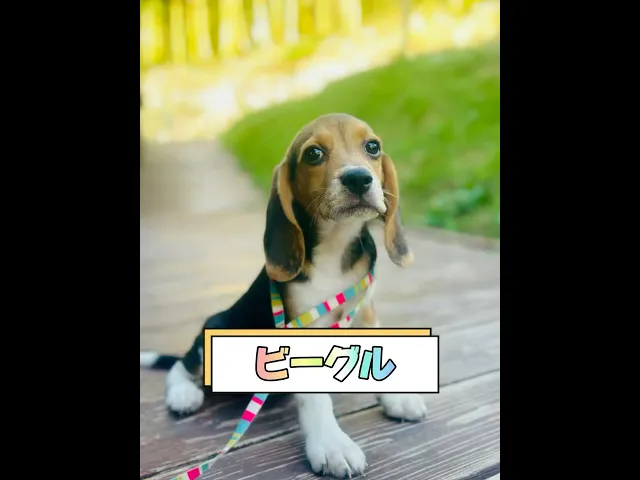 動画
