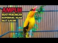Download Lagu Kepodang emas gacor menantang lawan || Suara  podang kuning AMPUH buat pancingan kepodang agar bunyi