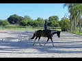 Reg Paint Gelding For Sale