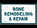 Bone remodeling and repair