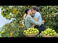 Download Lagu Persimia yang lembut, renyah, harum, dan manis dibawa ke pasar untuk dijual. [Kehidupan Linh]