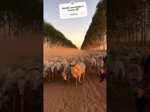 Boiada Levantando O Poeirão 🤠 #viral #gado #pecuarista #shortvideo #fazenda #agro