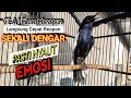 Download Lagu 🔴GILA ⁉️ - MASTERAN KACER GACOR FULL ISIAN MEWAH !! - Suara Burung Kacer yang Cocok Buat Latihan ‼️