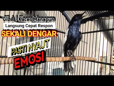 Download MP3 🔴GILA ⁉️ - MASTERAN KACER GACOR FULL ISIAN MEWAH !! - Suara Burung Kacer yang Cocok Buat Latihan ‼️