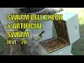 Beekeeping How to Prevent a Swarm - Swarm Cell Check and Artificial Swarm