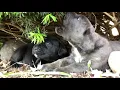 Cane Corso puppies