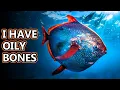 Download Lagu Opah Facts: The Moon Fish 🌙🐟 | Animal Fact Files