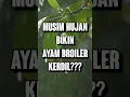 Download Lagu MUSIM HUJAN BIKIN AYAM BROILER KERDIL?