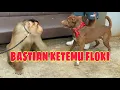 Download Lagu REAKSI KING FLOKI KETEMU BASTIAN ‼️ BERUK TERPINTAR DI INDONESAI