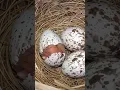 Download Lagu Bird Eggs Hatching @bdwildbird