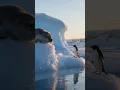 Goodbye penguin #Penguin #Goodbye #Animal #Funny #Cute