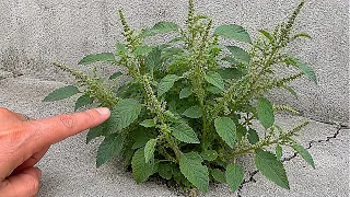 Só 1 folha dessa planta vale uma mina de ouro (você precisa ter em casa)