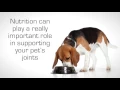 Royal Canin Mobility Veterinary Diet