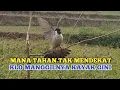 AKSI PIKAT KUTILANG GACOR SI OCOY.... MEMANGGIL LAWAN || BURUNG KUTILANG LIAR LANGSUNG NEMPEL