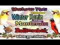 Masteran Pleci Tembakan Winter Konin Sambung Mantenan Materi Rolltembak