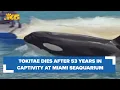 Download Lagu Tokitae, Southern Resident orca, dies in captivity after calls to bring her home
