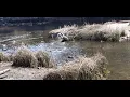 Heron trying to eat baby ducks but Canadian goose chases it off