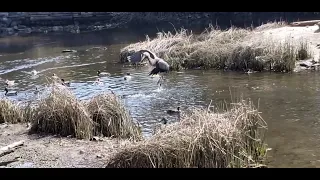 Heron trying to eat baby ducks but Canadian goose chases it off