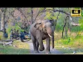 Lagu സഫാരിക്കിടെ നെഞ്ച് കാളിപ്പോയ നിമിഷം | Rajaji National Park Safari | 4K UHD