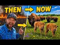 We Prepped This Pasture for Months Now the Bison Go In