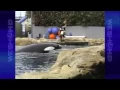 Tourist s Camera Rolls Seconds Before Killer Whale Attacks SeaWorld Trainer