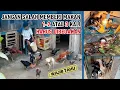 Download Lagu Berapa kali ayam diberi makan dalam sehari II wajib tahu