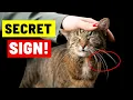 10 Hidden Things Cats Do When They Love You