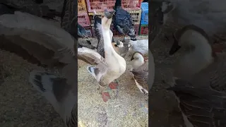 وز الكوبرا   دندنها