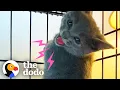 Download Lagu Spicy kitten wouldn't stop hissing — until she was put in a purrito | The Dodo