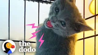 Spicy kitten wouldn t stop hissing until she was put in a purrito The Dodo