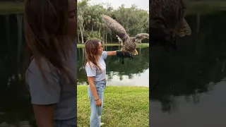 Flying the SECOND LARGEST Owl in the World