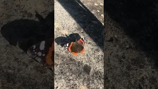 A Butterfly In Winter Butterfly Insect Nature Macrobutterfly Beautiful Amazing Butterflylove 