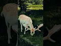 Download Lagu Beautiful dear with horns!#shortvideo #dear
