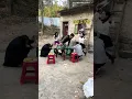 Download Lagu Ik speel elke dag mahjong en doe niets buitenshuis.  Ik luier de hele dag en eet te veel.