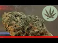 Game Changer - All About This Strain