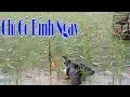 Download Lagu Bẫy Chim Quốc Đơn Giản Hiệu Quả Giản Bẫy Là Dính/HVTB