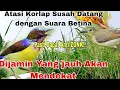 Download Lagu Ampuh Lur!!Suara Pikat Burung Kolibri Kelapa jantan/Kolibri Manggar Paling Ampuh @ObonKuy7