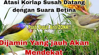 ampuh lur suara pikat burung kolibri kelapa jantan kolibri manggar paling ampuh obonkuy