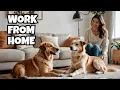 How To Make 7 With Home Dog Boarding Step By Step