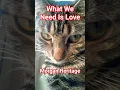 Download Lagu What We Need Is Love, Morgan Heritage #oldfavourites #reggae #nostalgia #morganheritage #lovepets