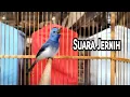 Download Lagu TEMBAKAN BURUNG KEHICAP RANTING SUARA JERNIH❗️❗️❗️