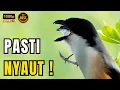 Download Lagu 🔴 Suara cendet gacor FULL MATERI KASAR AMPUH, PANCINGAN CENDET AGAR BUNYI BIKIN  CENDET GACOR #3