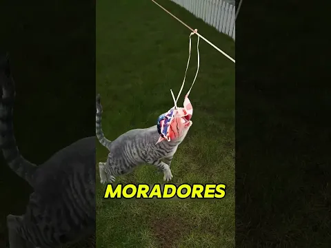 o mistério do ladrão peludo