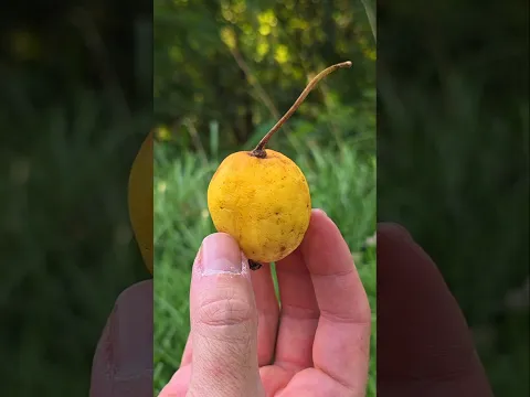 Foraging for ripe Mayapples